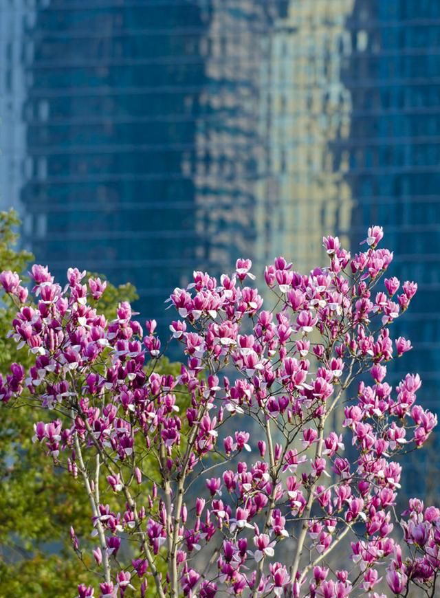 上海的市花，高贵素雅的白玉兰，花开满城美不胜收