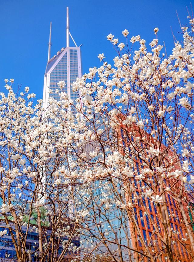 上海的市花，高贵素雅的白玉兰，花开满城美不胜收