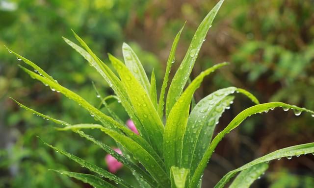 龙血树，植物中的“万岁爷”，很多人当普通绿植养，其实很珍贵