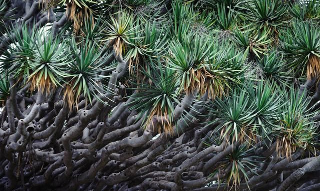 龙血树，植物中的“万岁爷”，很多人当普通绿植养，其实很珍贵