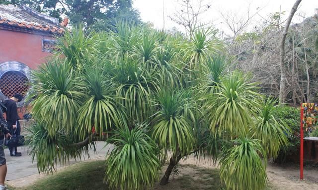 龙血树，植物中的“万岁爷”，很多人当普通绿植养，其实很珍贵