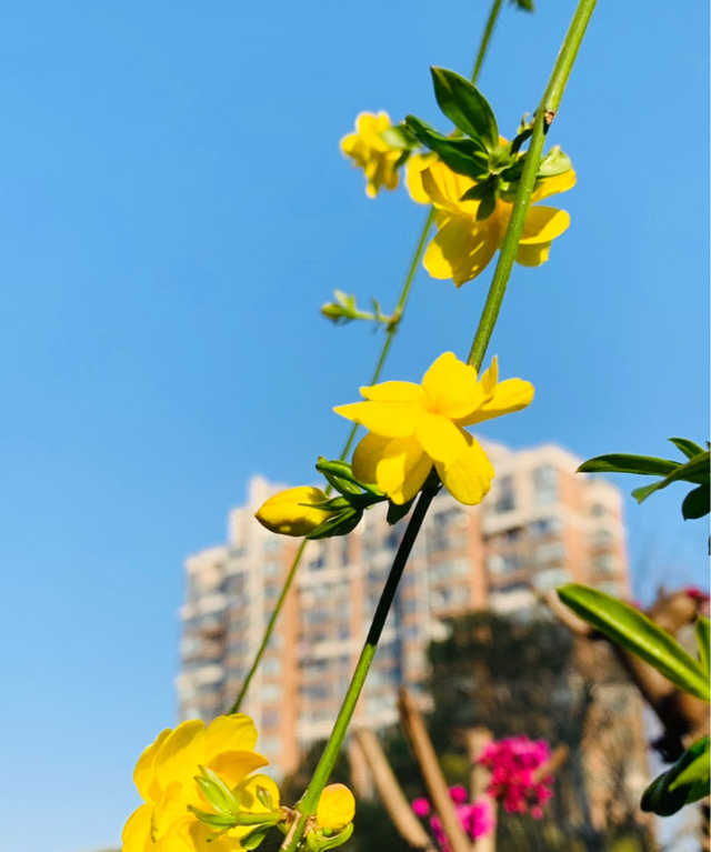 4种生长在路边的美花，春天呼呼开，堪比选美大赛