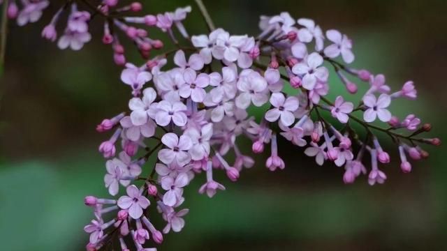 分享图片，唯美浪漫丁香花