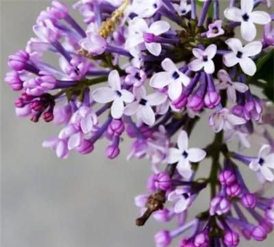 分享图片，唯美浪漫丁香花