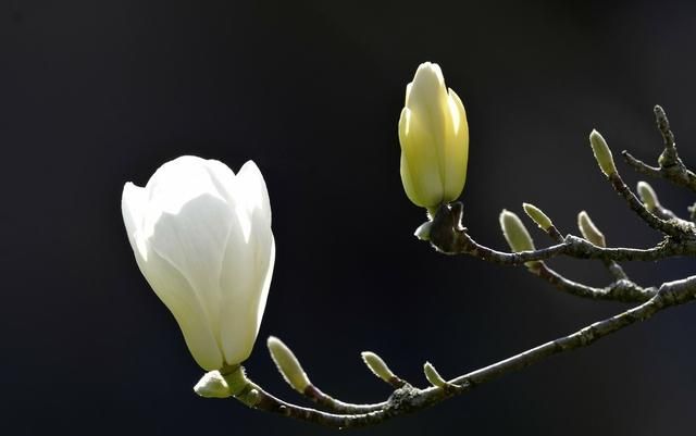 唯美玉兰花图片欣赏，宅家也能云踏春