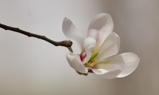 唯美玉兰花图片欣赏，宅家也能云踏春