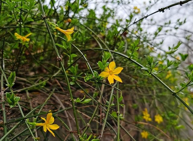 院子养棵迎春花，适应能力强，开花好看