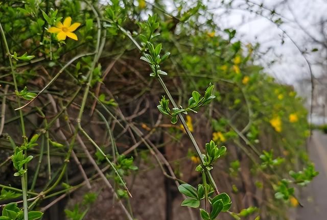 院子养棵迎春花，适应能力强，开花好看