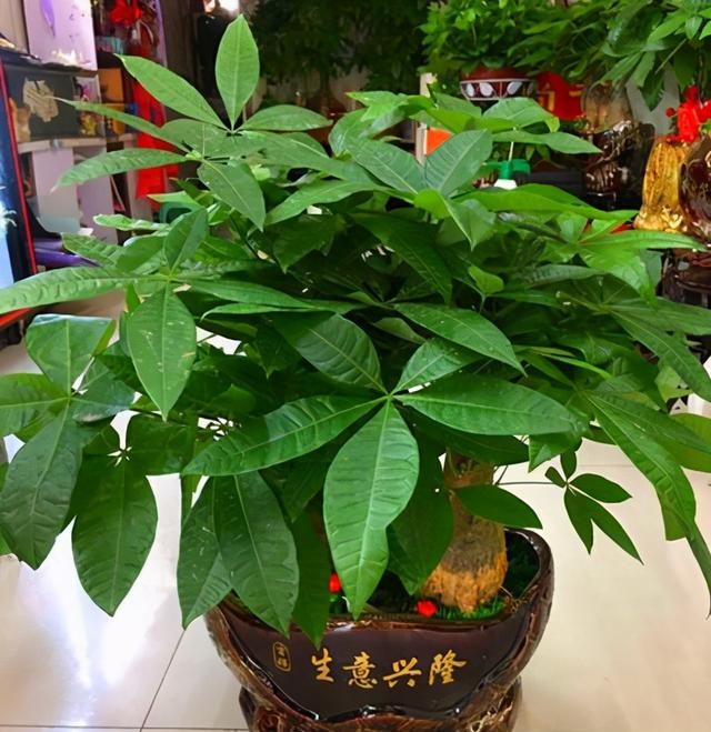 百花齐放，春意满屋！年宵花卉80种，为佳节增色添彩