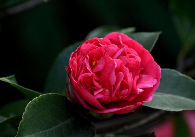 茶花怎么养？园艺师教你，茶花的全面养护技巧，新手也能学会