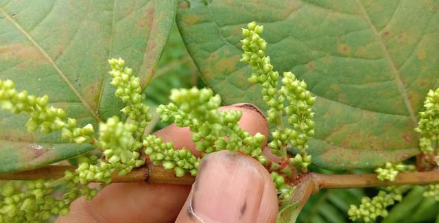 路边好多虎杖，挖回家泡酒解烦恼，好多人不知道它的价值与用途