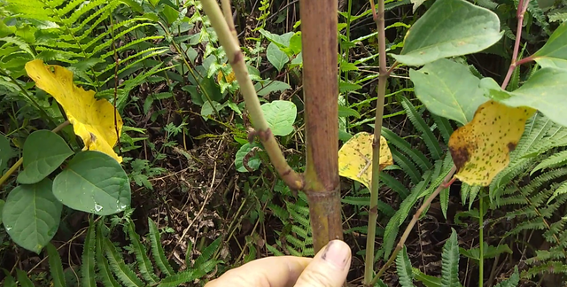 路边好多虎杖，挖回家泡酒解烦恼，好多人不知道它的价值与用途