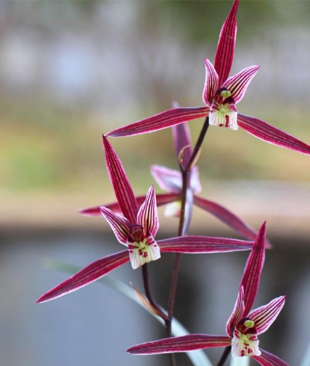 此兰花是我国“独有”，古香古色，香气独特，开花后很有“灵气”