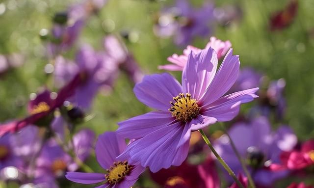 适合庭院花园养的十种菊花，你喜欢哪一种？