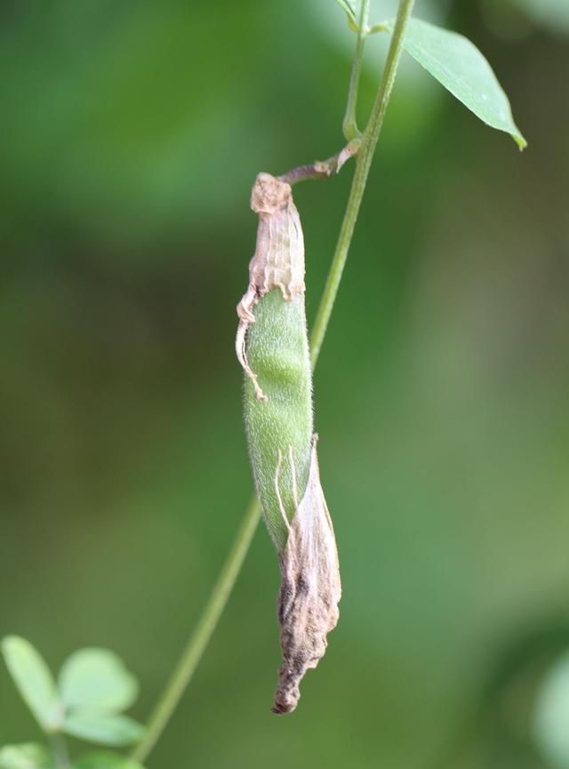 它的花像人身体的一个器官，却倾世容颜，人们用它染成蓝色的食物