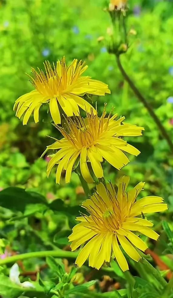 一束鲜花，一份温馨，一种愉悦