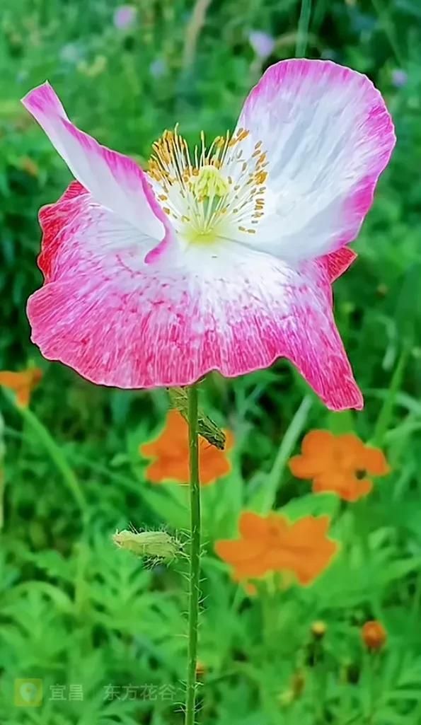 一束鲜花，一份温馨，一种愉悦