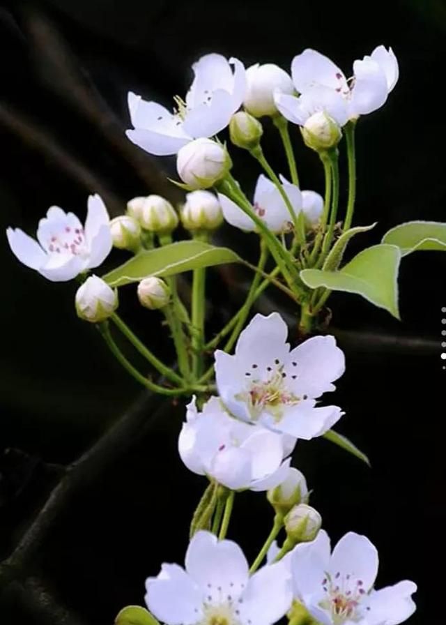 一束鲜花，一份温馨，一种愉悦