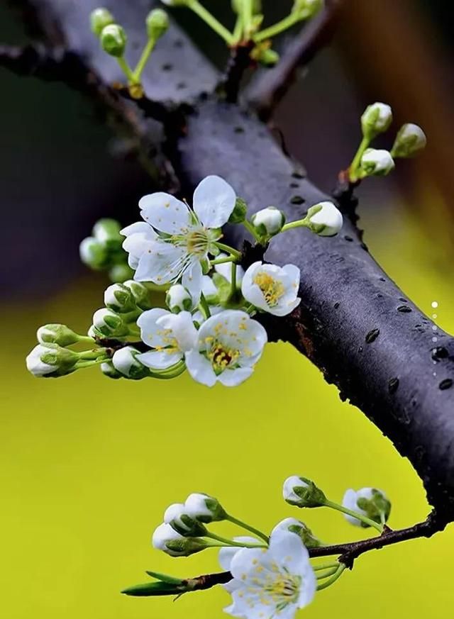 一束鲜花，一份温馨，一种愉悦