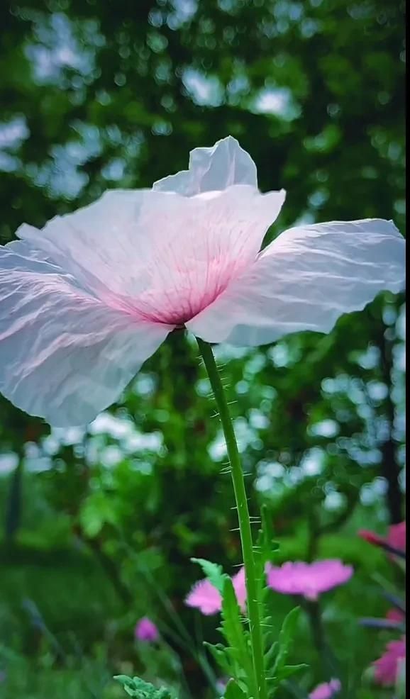 一束鲜花，一份温馨，一种愉悦