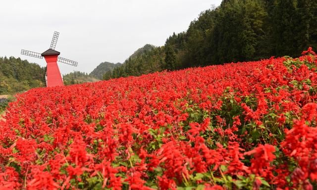 一束鲜花，一份温馨，一种愉悦