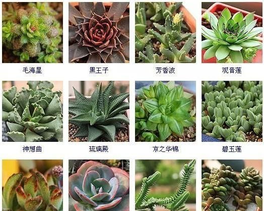 144种多肉植物名称大全，常见品种