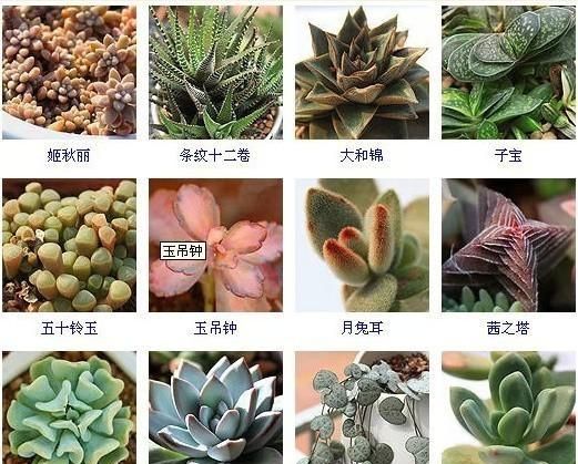 144种多肉植物名称大全，常见品种