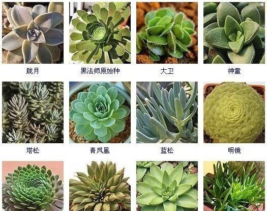 144种多肉植物名称大全，常见品种