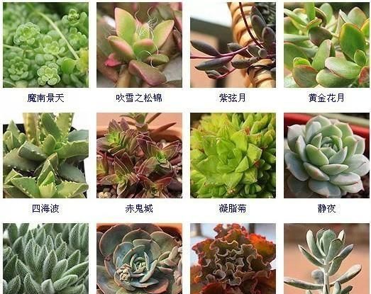 144种多肉植物名称大全，常见品种