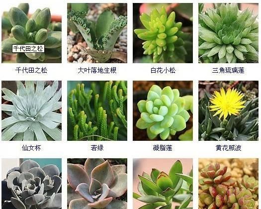 144种多肉植物名称大全，常见品种