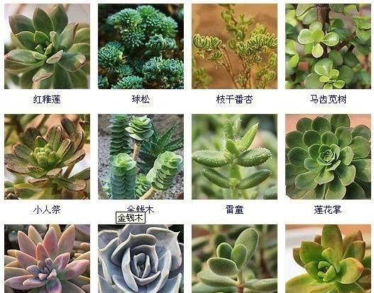 144种多肉植物名称大全，常见品种