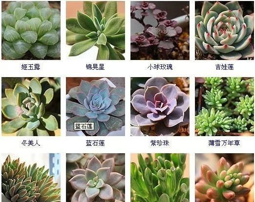 144种多肉植物名称大全，常见品种