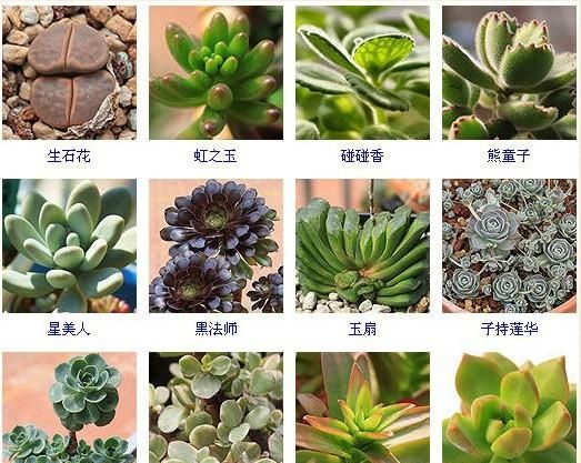 144种多肉植物名称大全，常见品种