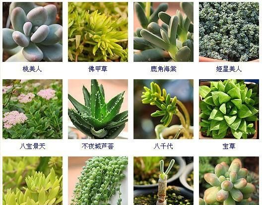 144种多肉植物名称大全，常见品种