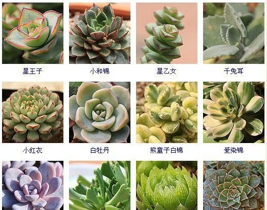 144种多肉植物名称大全，常见品种