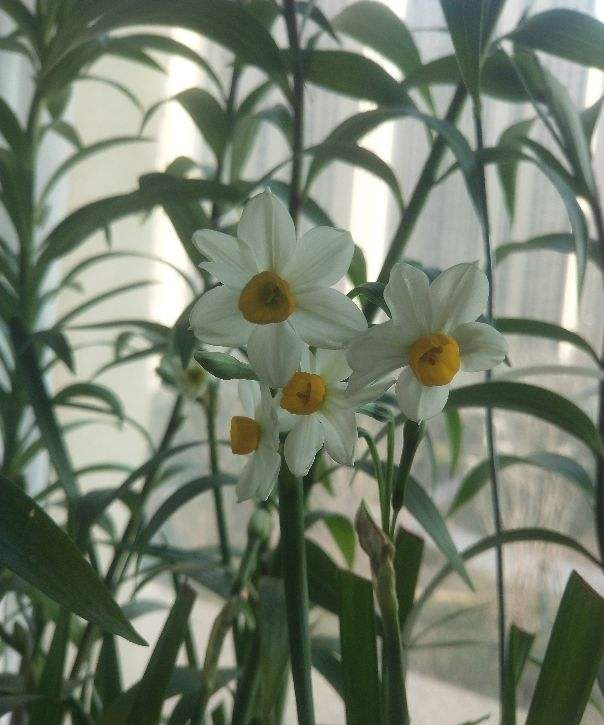 水仙花不能长太高，不然光蹿个子，就不开花了