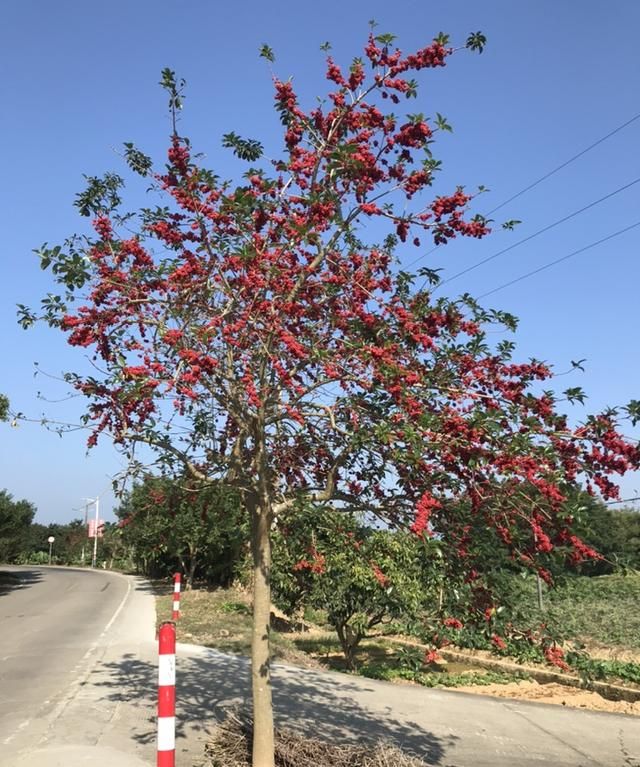 铁冬青（救必应）是一种什么样的植物？