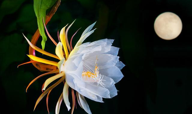 「诗词鉴赏」昙花一现为韦陀，古诗词里的昙花，一现刹那芳华