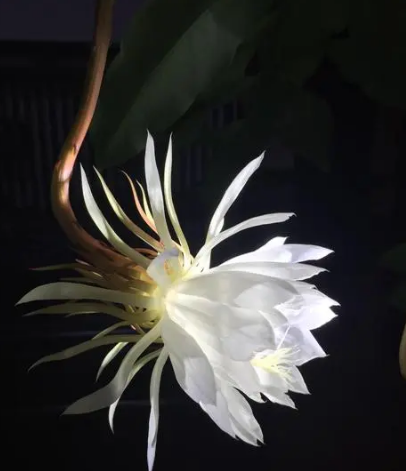 「诗词鉴赏」昙花一现为韦陀，古诗词里的昙花，一现刹那芳华