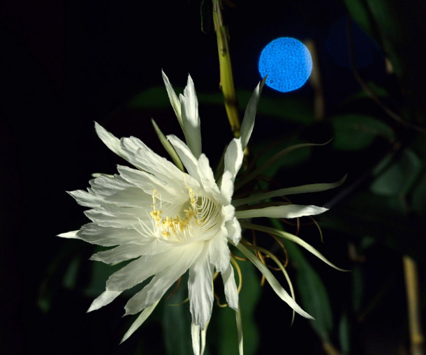 「诗词鉴赏」昙花一现为韦陀，古诗词里的昙花，一现刹那芳华