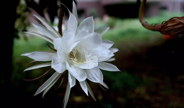 「诗词鉴赏」昙花一现为韦陀，古诗词里的昙花，一现刹那芳华