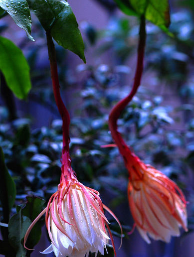 「诗词鉴赏」昙花一现为韦陀，古诗词里的昙花，一现刹那芳华