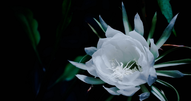 「诗词鉴赏」昙花一现为韦陀，古诗词里的昙花，一现刹那芳华