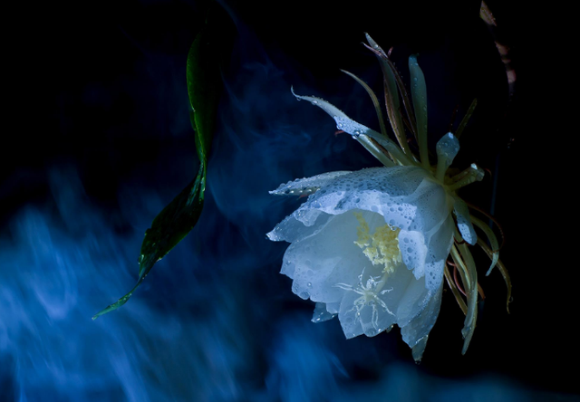 「诗词鉴赏」昙花一现为韦陀，古诗词里的昙花，一现刹那芳华