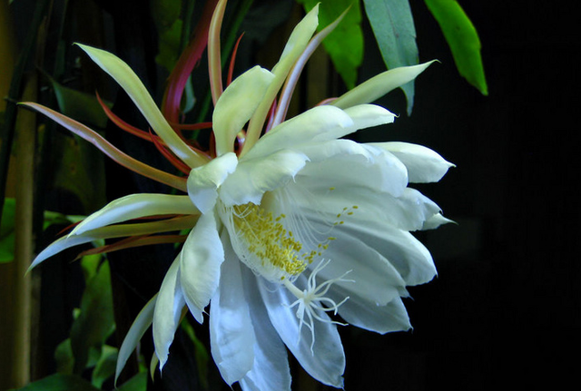 「诗词鉴赏」昙花一现为韦陀，古诗词里的昙花，一现刹那芳华