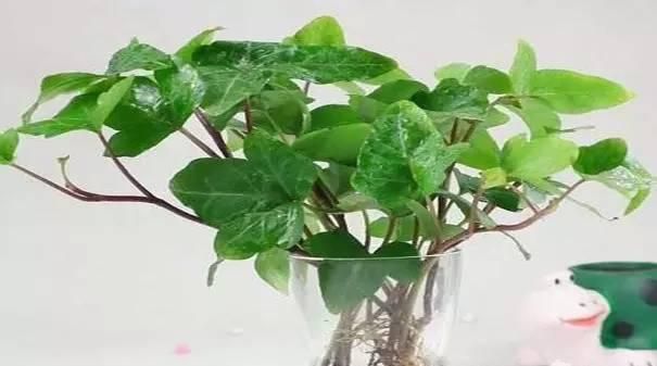 水培植物怎么养，水植物盆栽 水养有哪些图9