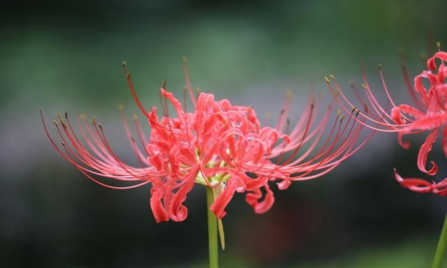 鬼花都有什么花？8种超美花被称为鬼花，有些有一定道理