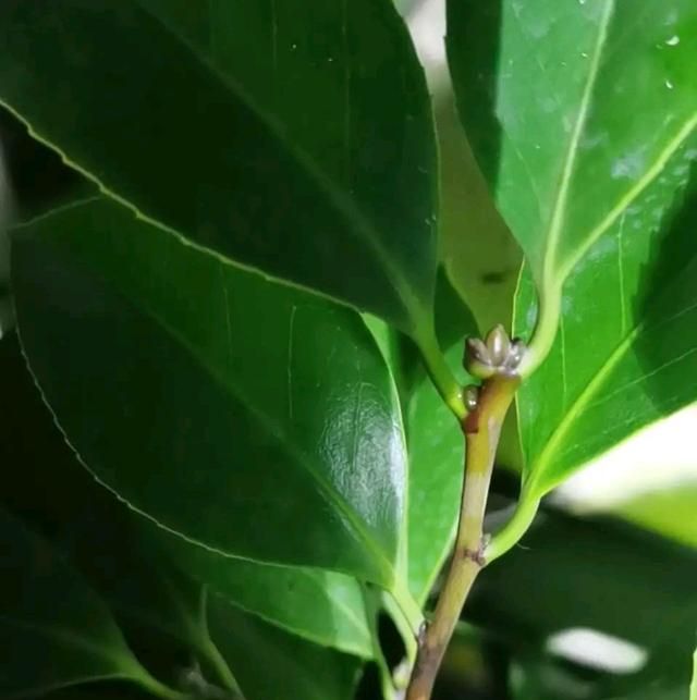 茶花盆栽现在出花苞，今年什么时候茶花可以顺利开花？