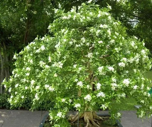 这种花，清香淡雅还奇特，比香水都好闻，家里养一盆能熏一室香