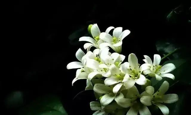 这种花，清香淡雅还奇特，比香水都好闻，家里养一盆能熏一室香